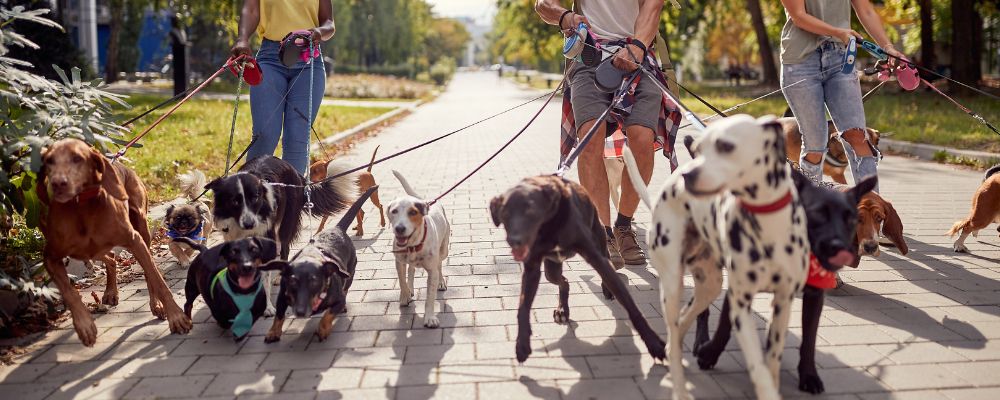 Dog walker walking dogs as a side business