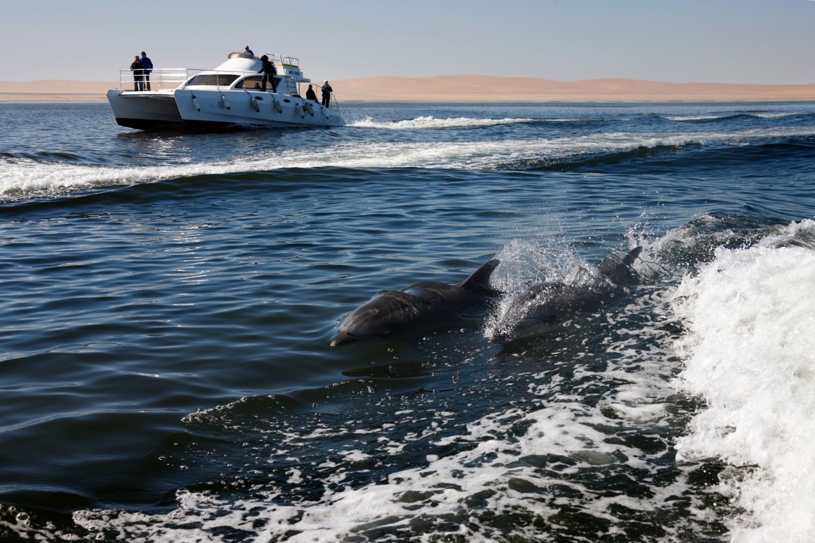 Two dolphins swimming near a boat. 