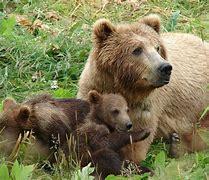 Image result for grizzly bear photos