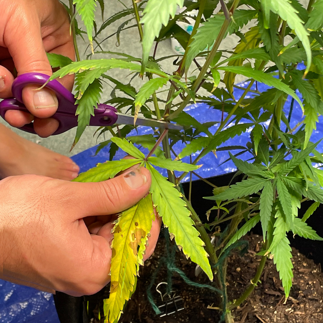 nutrient deficiencies in cannabis plant
