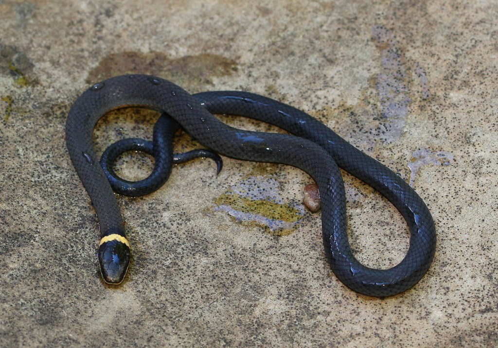 Black Snakes With Yellow Ring Around Neck
