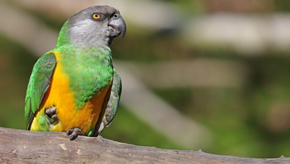 Senegal Parrots Price