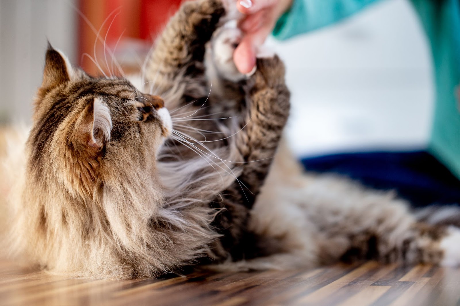 understanding the procedure of declawing cats