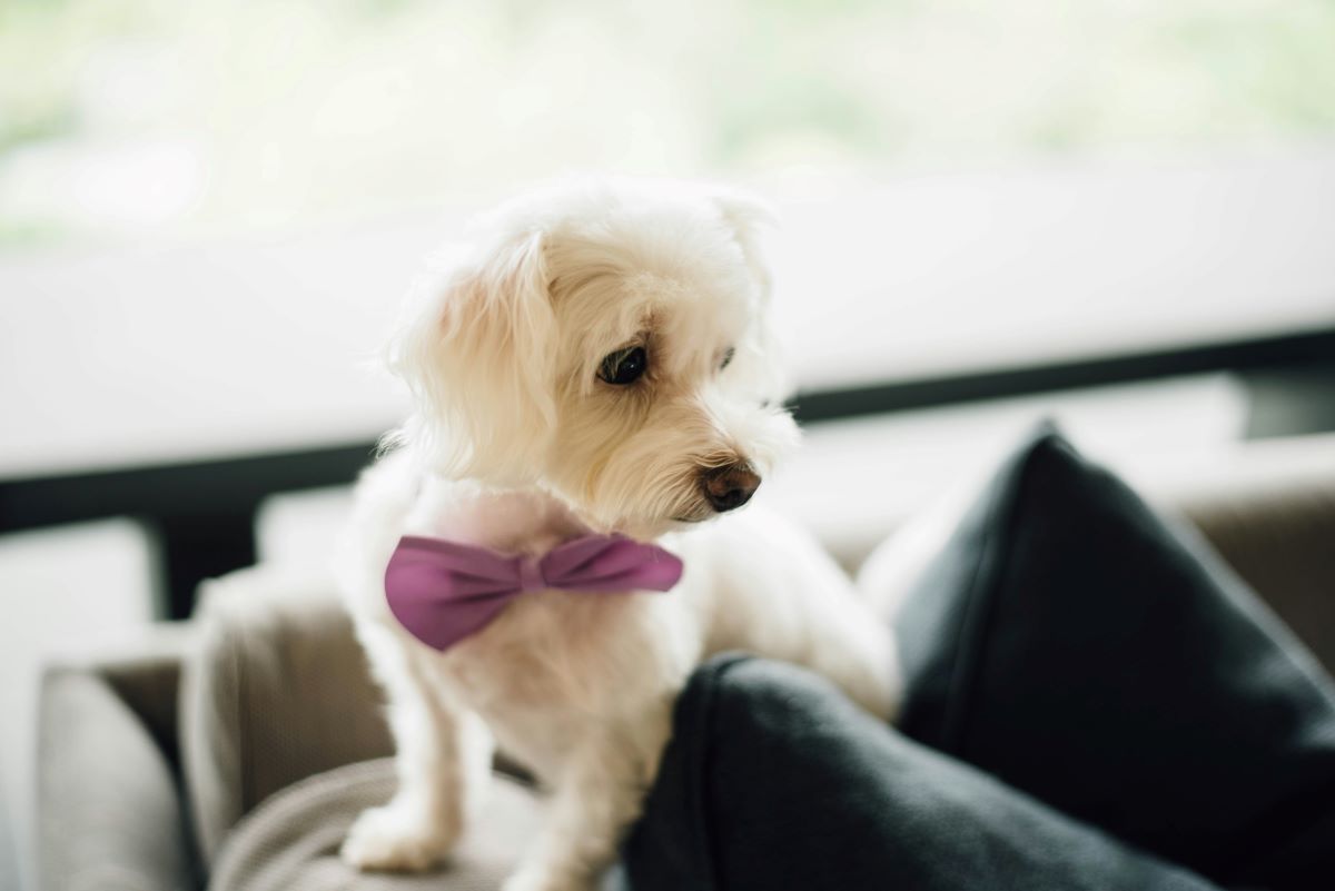 薄紫色の蝶ネクタイを身につけた愛犬