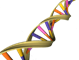 http://upload.wikimedia.org/wikipedia/commons/9/97/DNA_Double_Helix.png
