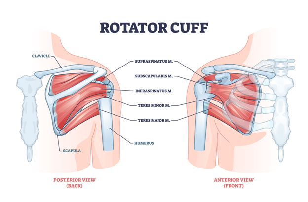 A diagram of the shoulder muscles

Description automatically generated