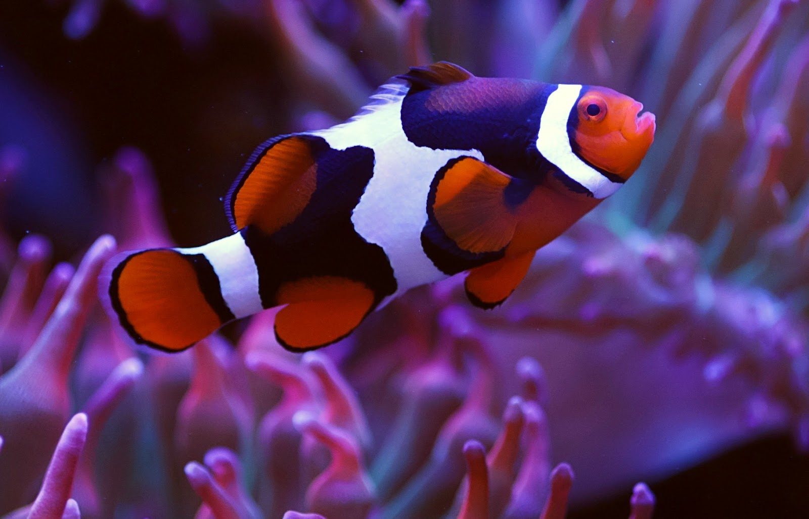 A clownfish swims in a tank.