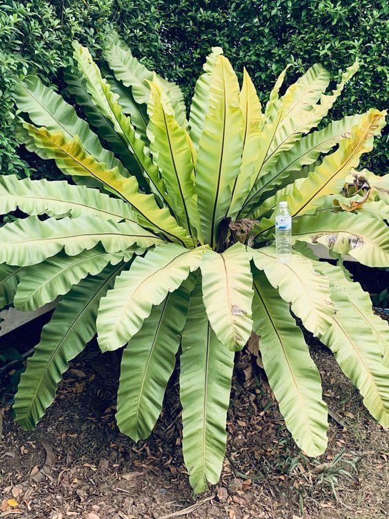 Yellow Fronds