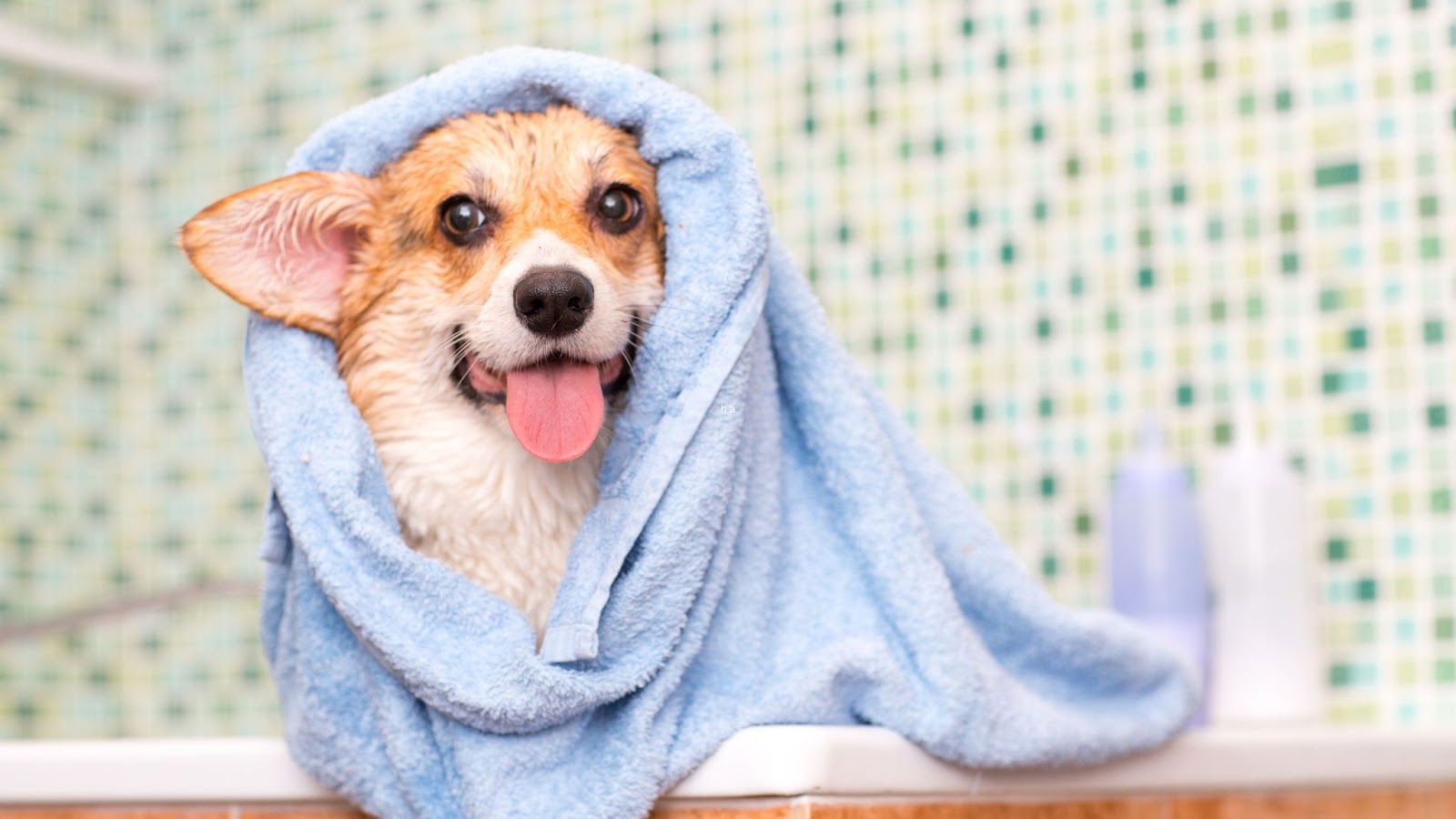 Corgi dog being dried off with towel after bath