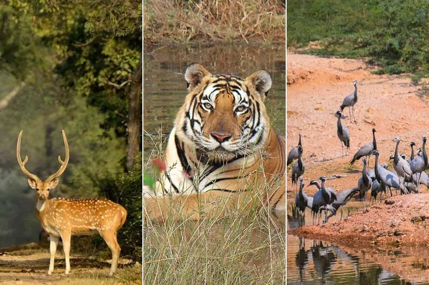 Rajasthan Wildlife Tours

