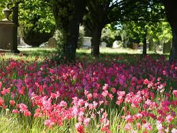 Longford Blooms | Festival and event | Discover Tasmania