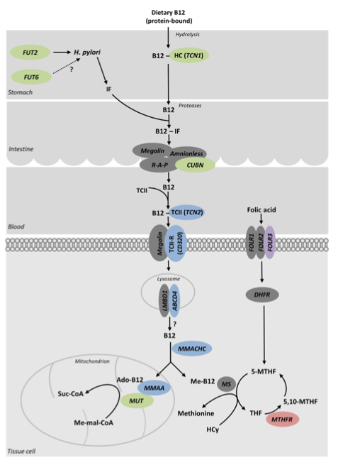 A diagram of a cell cycle

Description automatically generated