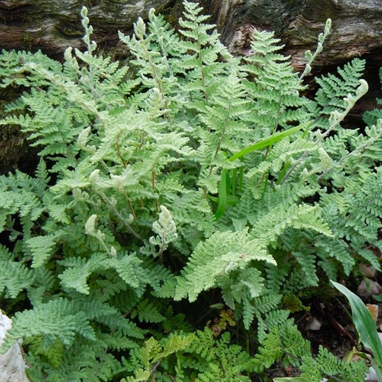 Hairy Lipfern (Cheilanthes lanosa) 