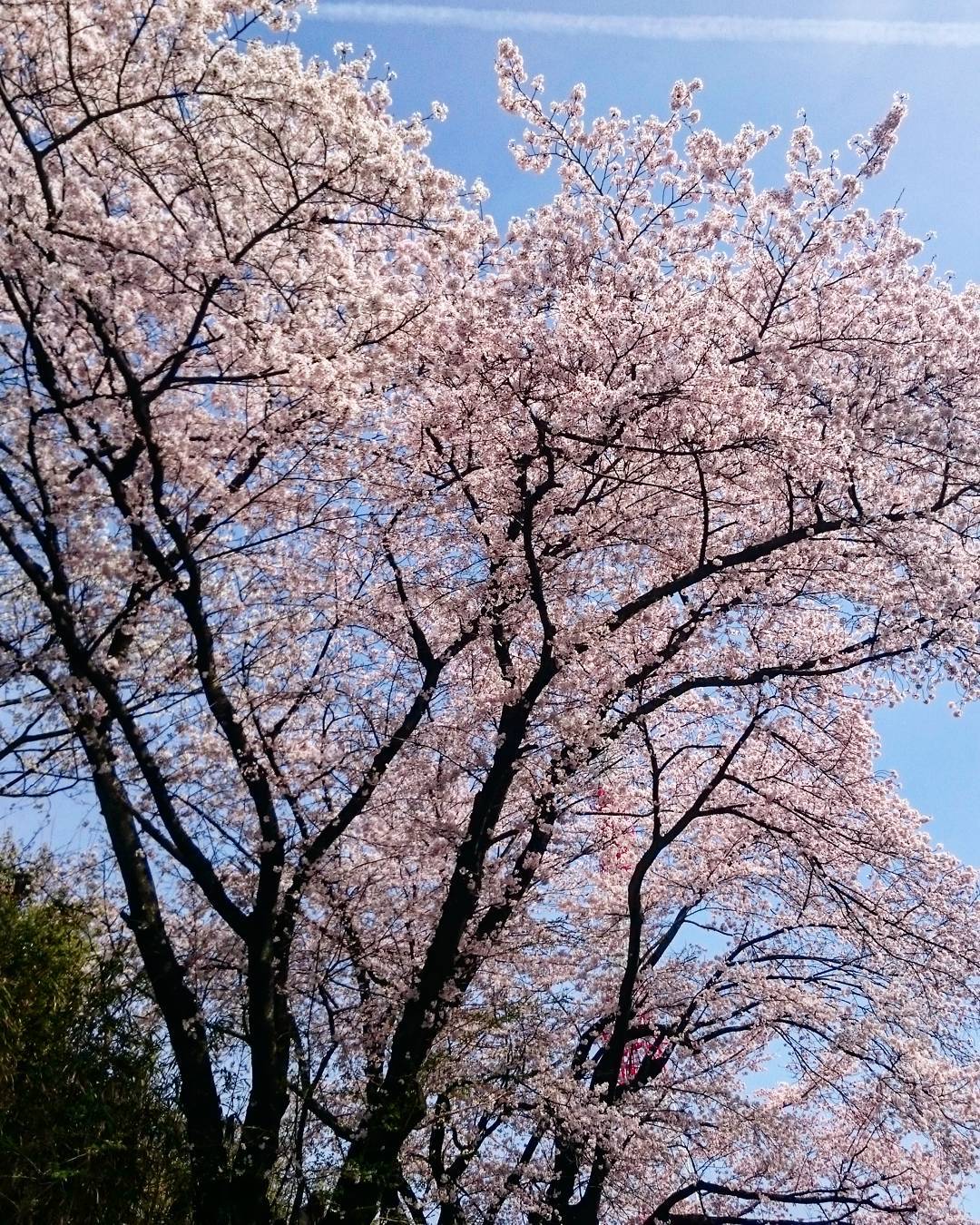 4. สวนสาธารณะฮิจิยามะ ฮิโรชิม่า