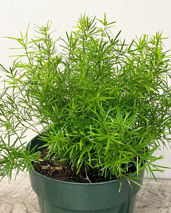 Asparagus Fern