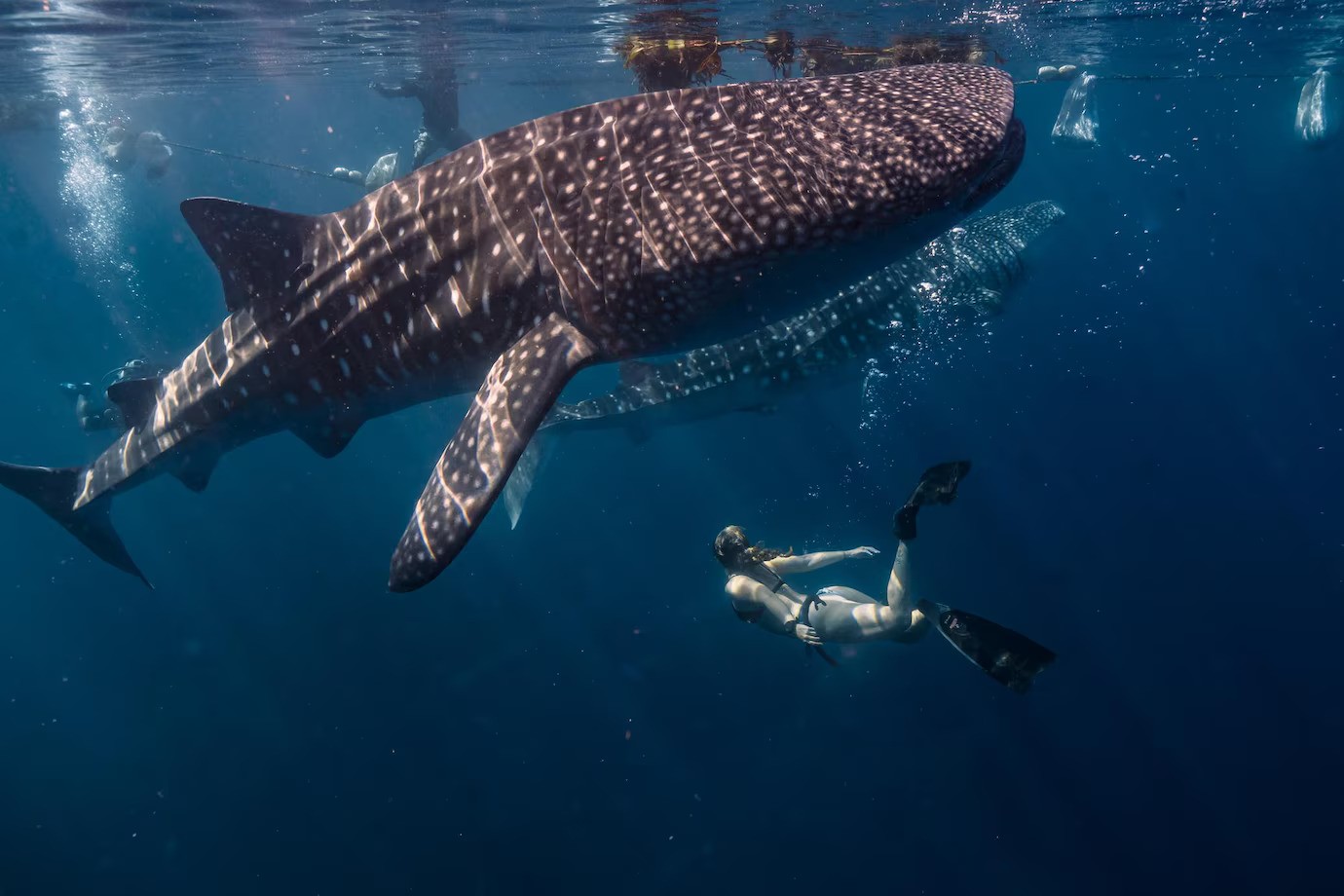 A photo of a female diver's encounter with a whale shark.