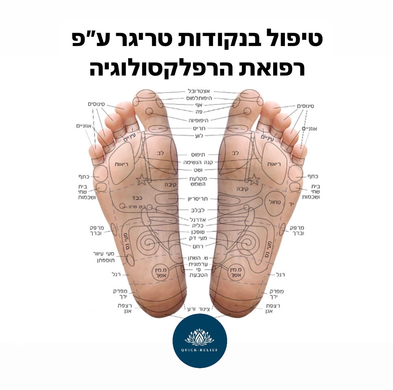 תמונת הסבר על רפואת רפלקסולוגיה