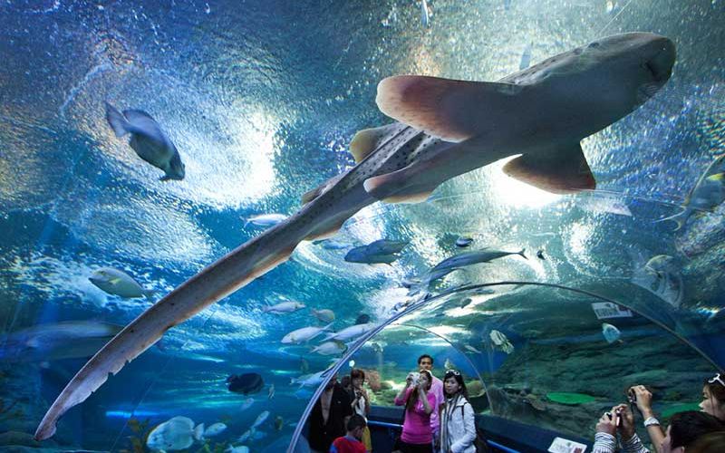 Thủy Cung Underwater World Pattaya 
