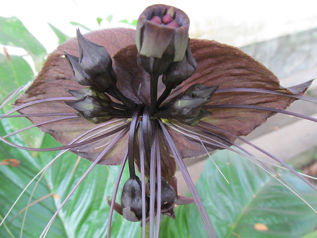 Tacca chantrieri Care