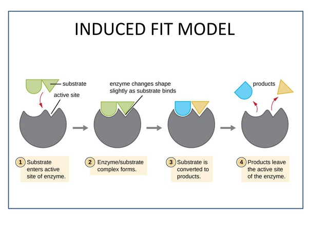 induced fit hypothesis