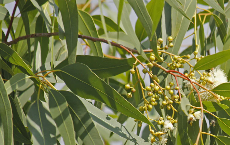 How to Restore the Color of Eucalyptus Leaves