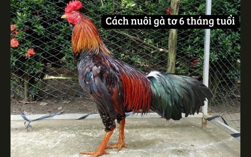 Cách nuôi gà tơ 6 tháng tuổi