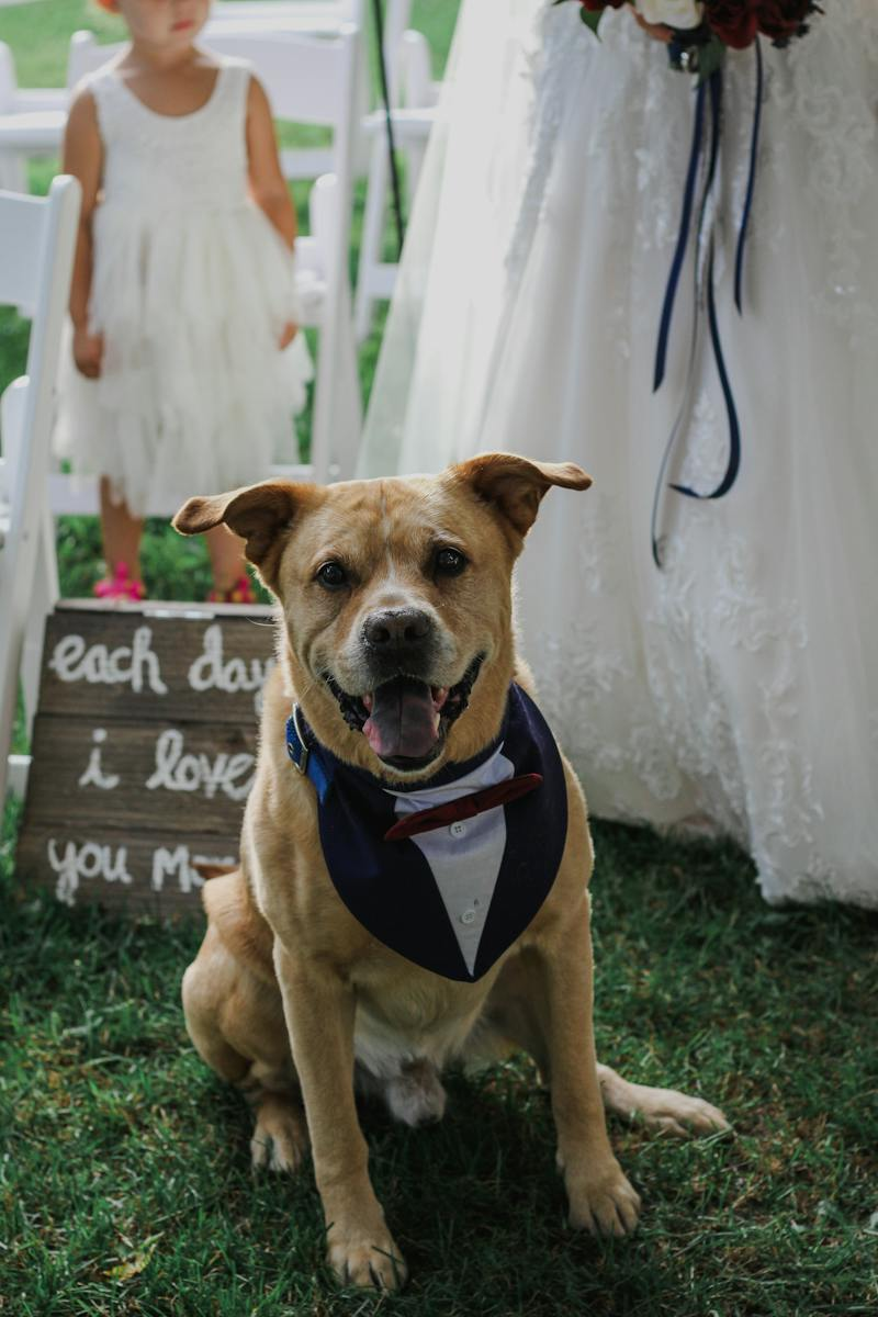 dog in a tux costume