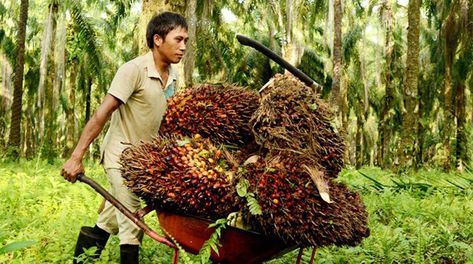 Masa Depan Kelapa Sawit