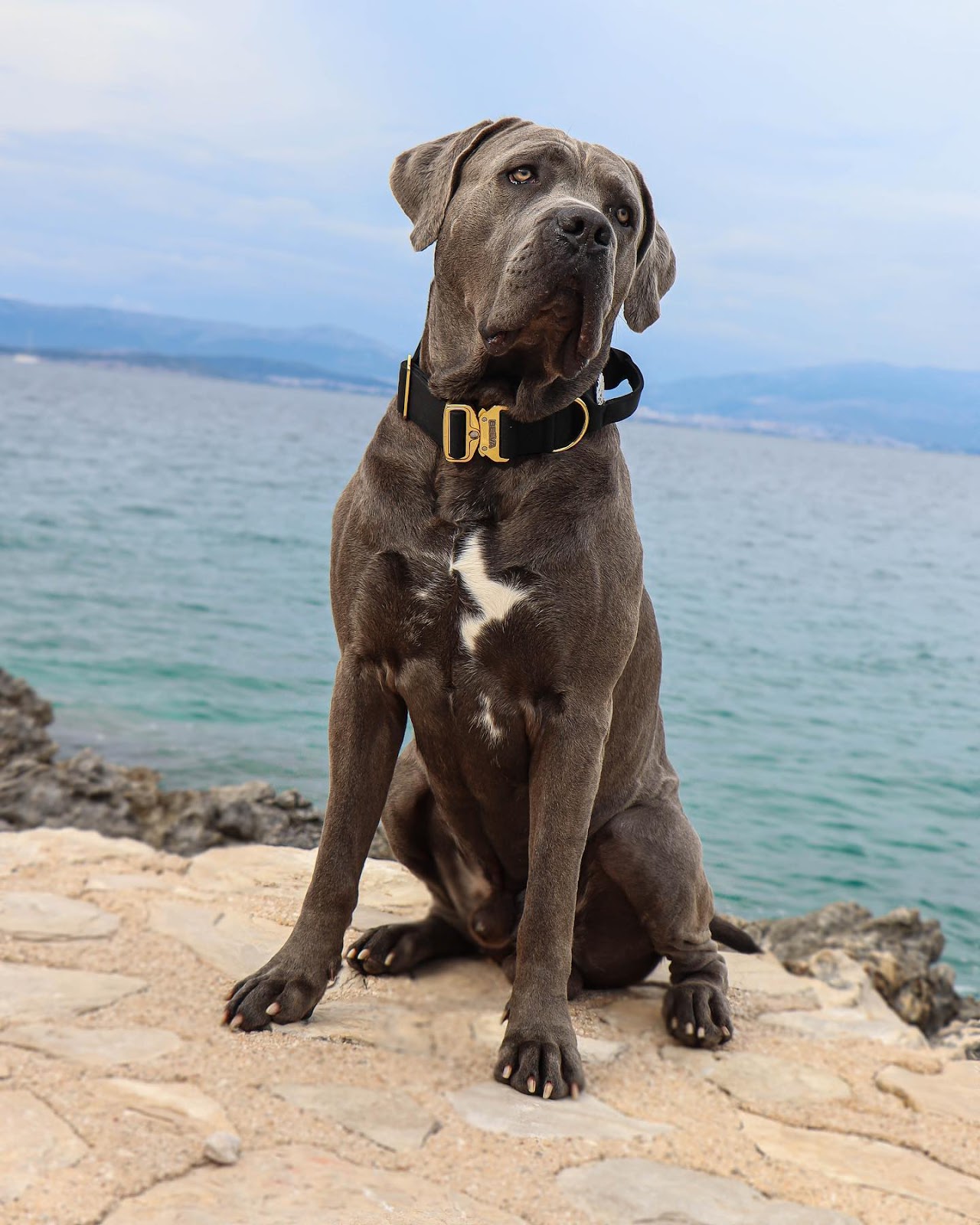Photo by Cane Corso 🐶 in Kroatien with @belva.off.