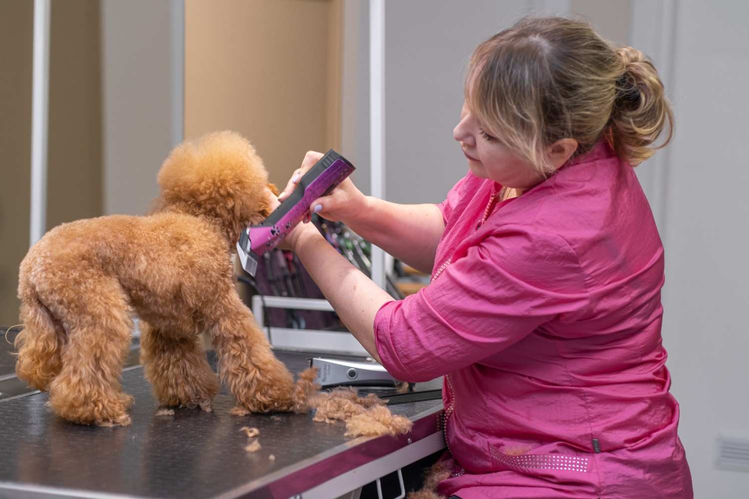 poodle grooming sessions