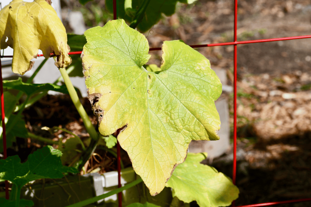 Why are my cucumber leaves turning yellow