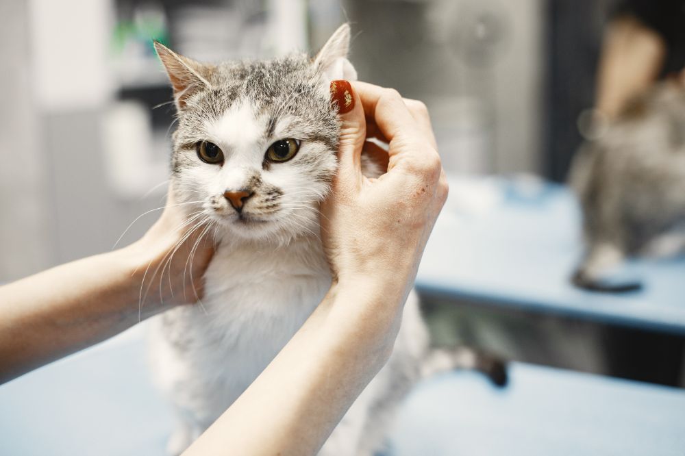 Woman petting her white cat. Image by prostooleh on Freepik