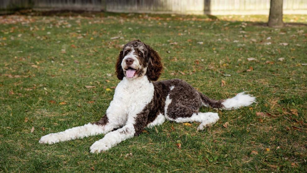 Bernedoodle
