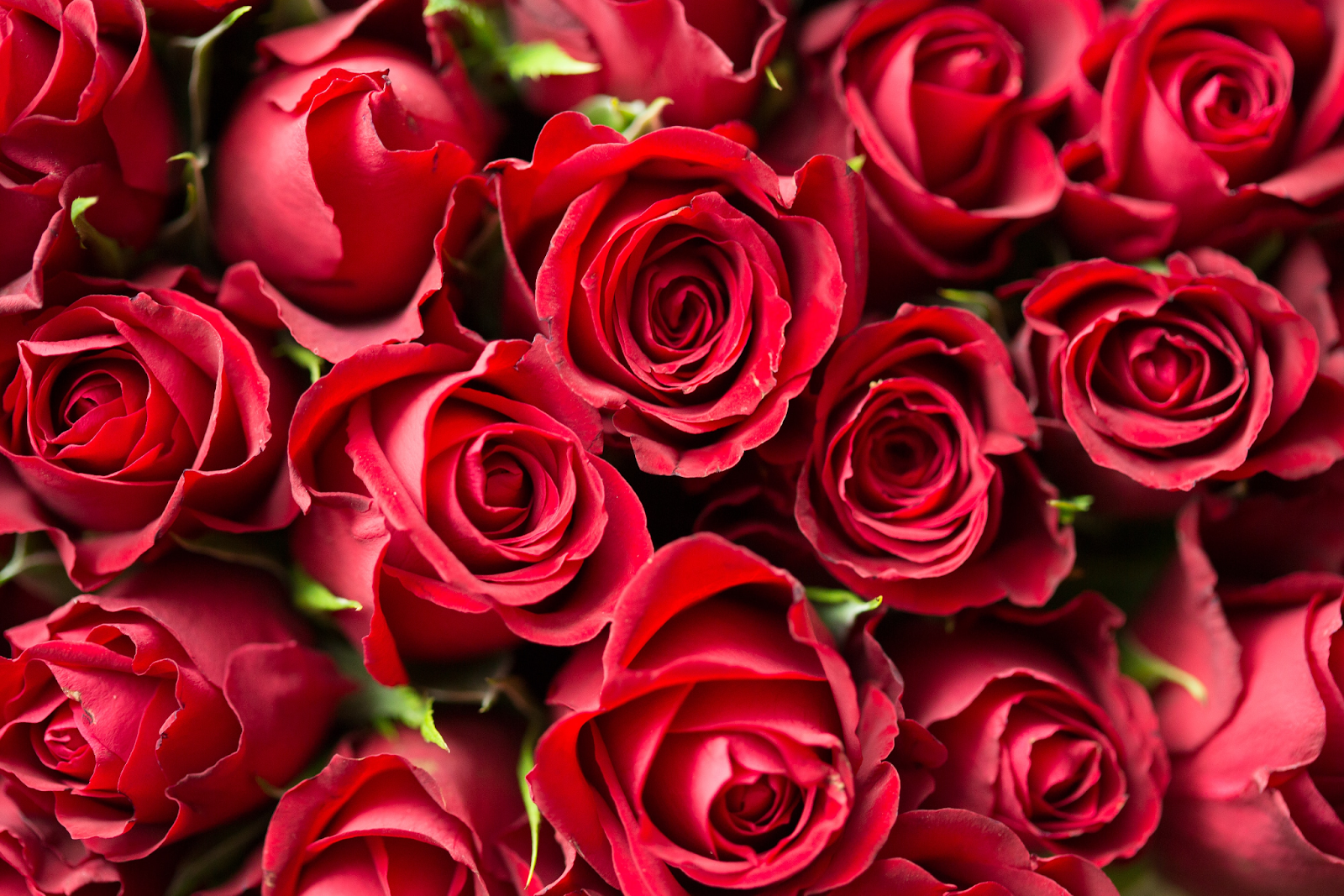 Red Roses (Rosa spp.)