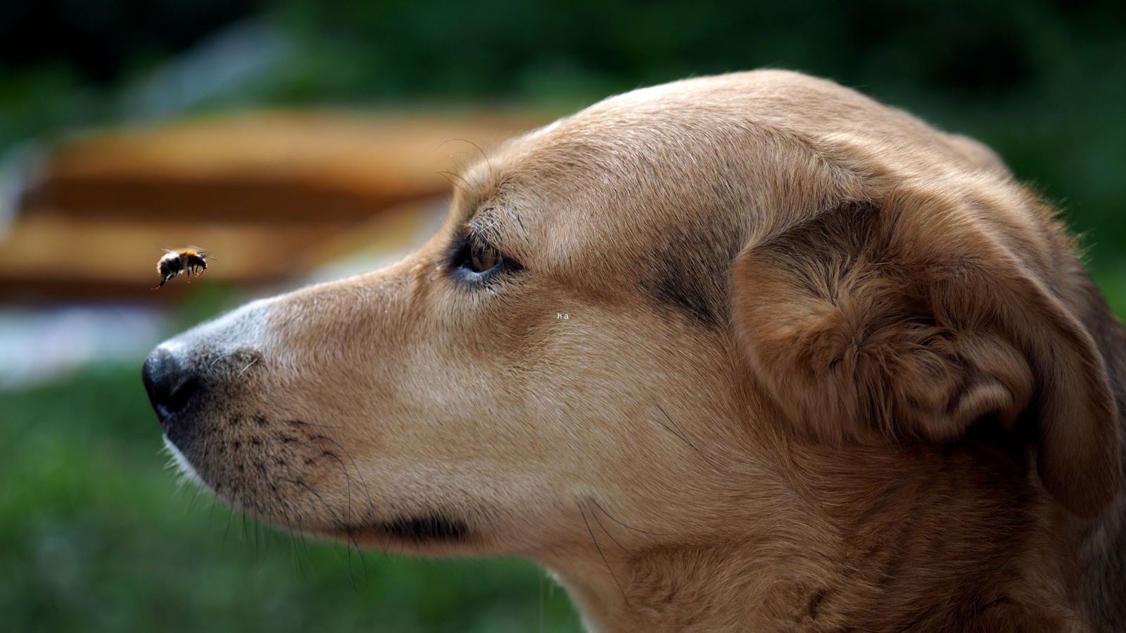 dog with bee flying over nose will dog be okay after being stung by a bee