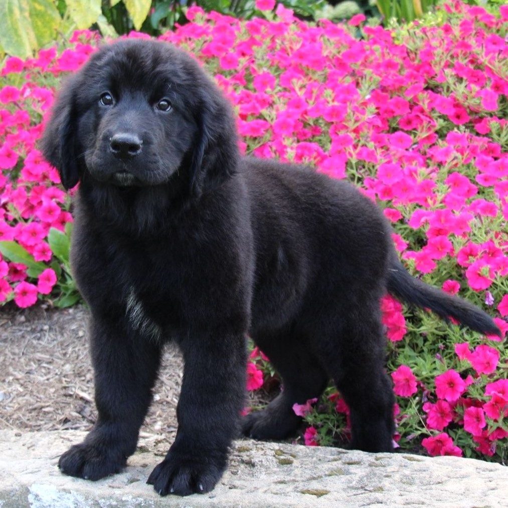 black newfoundland puppy