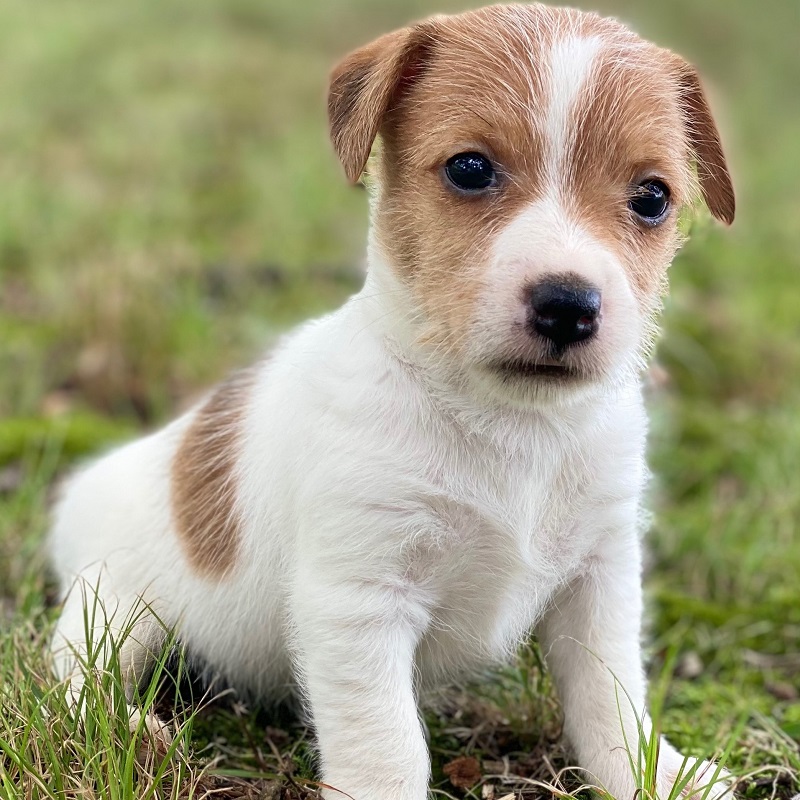 jack russell terrier puppy