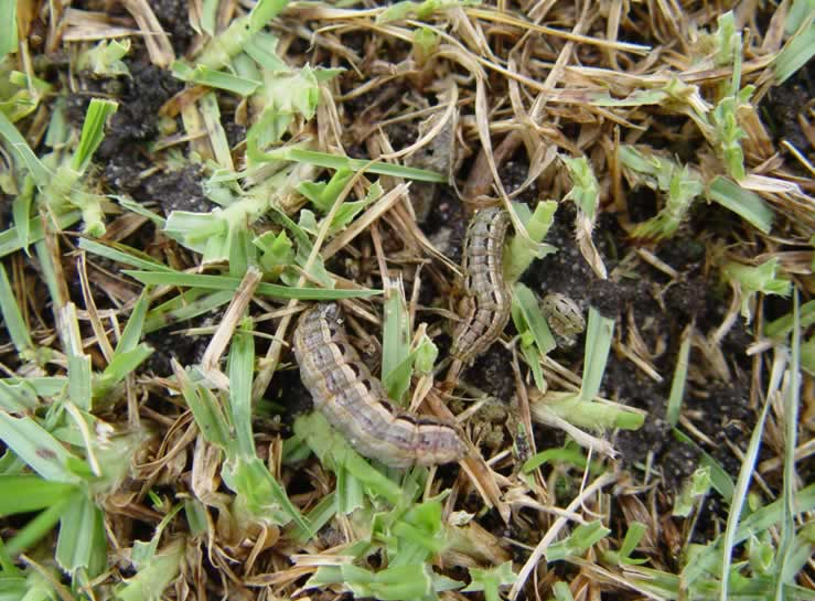 Check your buffalo grass for pests and diseases