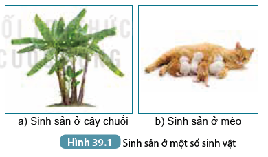 Khoa học tự nhiên 7 Bài 39: Sinh sản vô tính ở sinh vật | KHTN 7 Kết nối tri thức (ảnh 1)