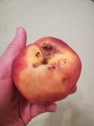 A hand holding a peach

Description automatically generated