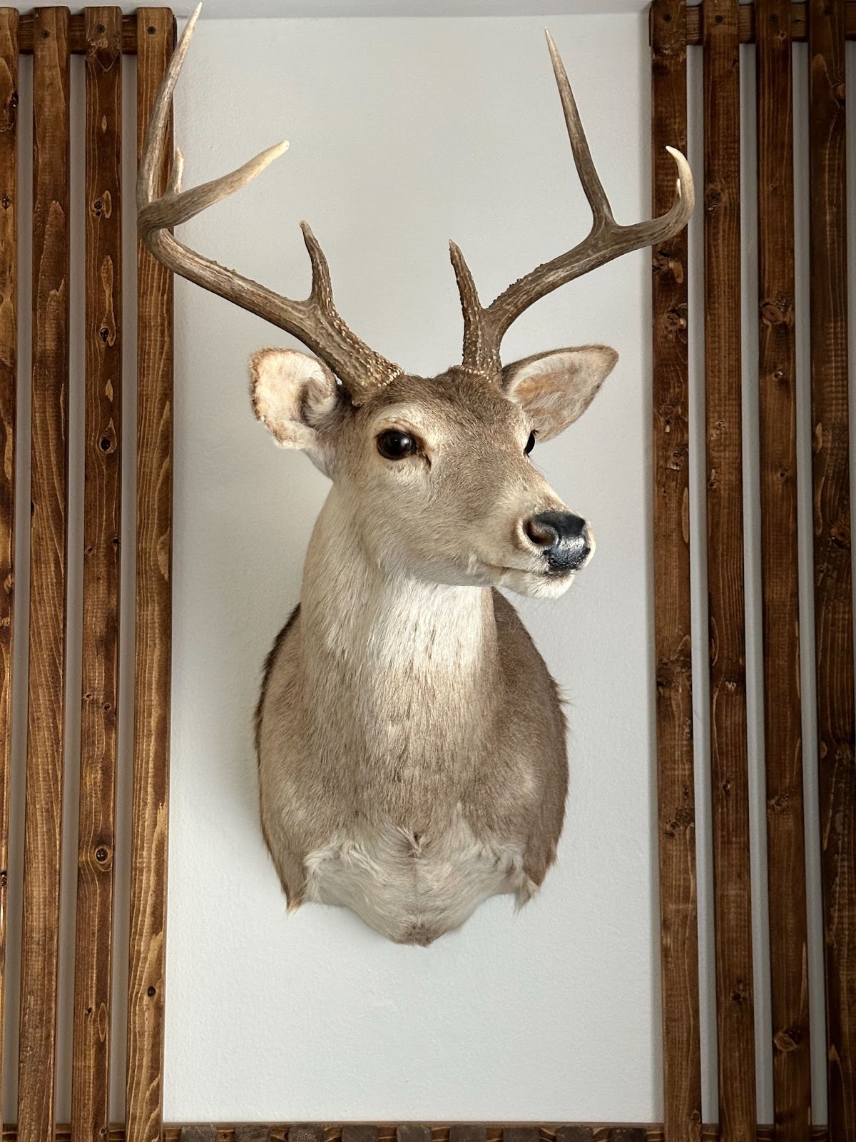 A taxidermied deer on the wall