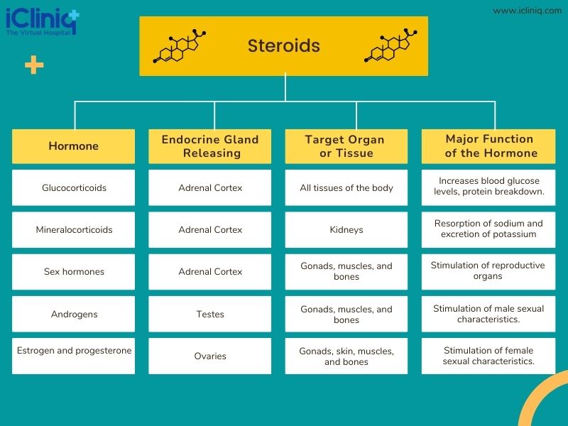 Hormones in the Body - Chemical Class - Steroids