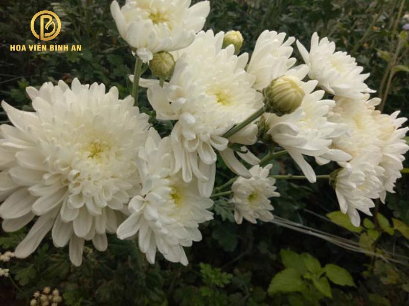 Loài hoa cúc trắng mang ý nghĩa tái sinh
