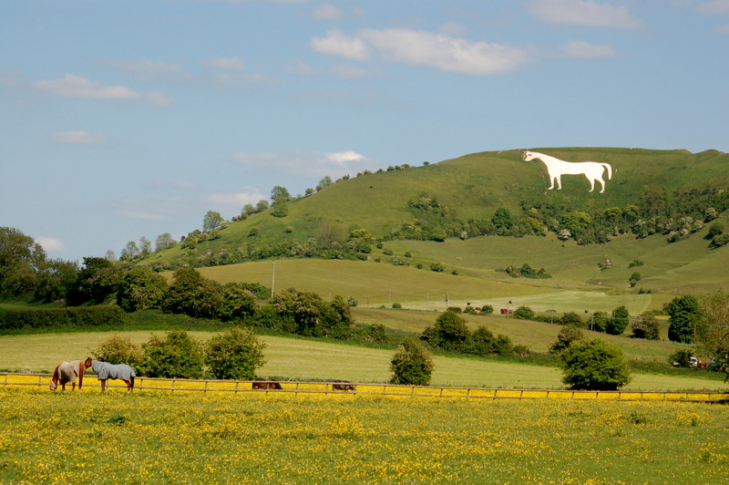 Image shows a green hillside where a white chalk carving of a large horse is visible, with real horses grazing in a field in the foreground