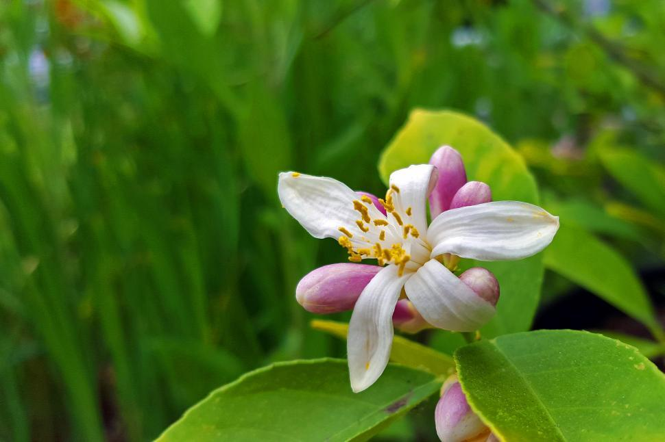 Causes of Lemon Flowers Falling Off