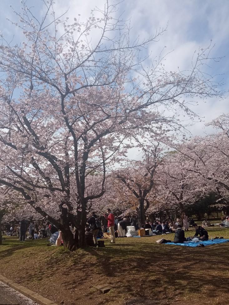 Un árbol en un parque  Descripción generada automáticamente con confianza media