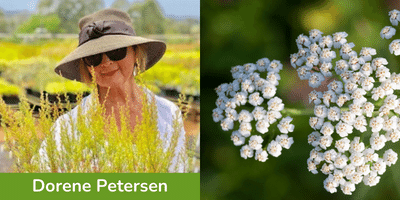 Dorene Petersen and Yarrow plant