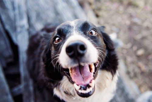 Free Shallow Focus Photography of Adult Black and White Border Collie Stock Photo