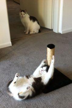 A cat lying on its back with a scratching post

Description automatically generated