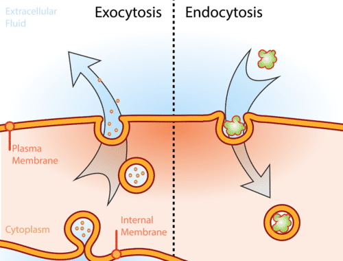Exocytosis and Endocytosis ( Read ) | Biology | CK-12 Foundation